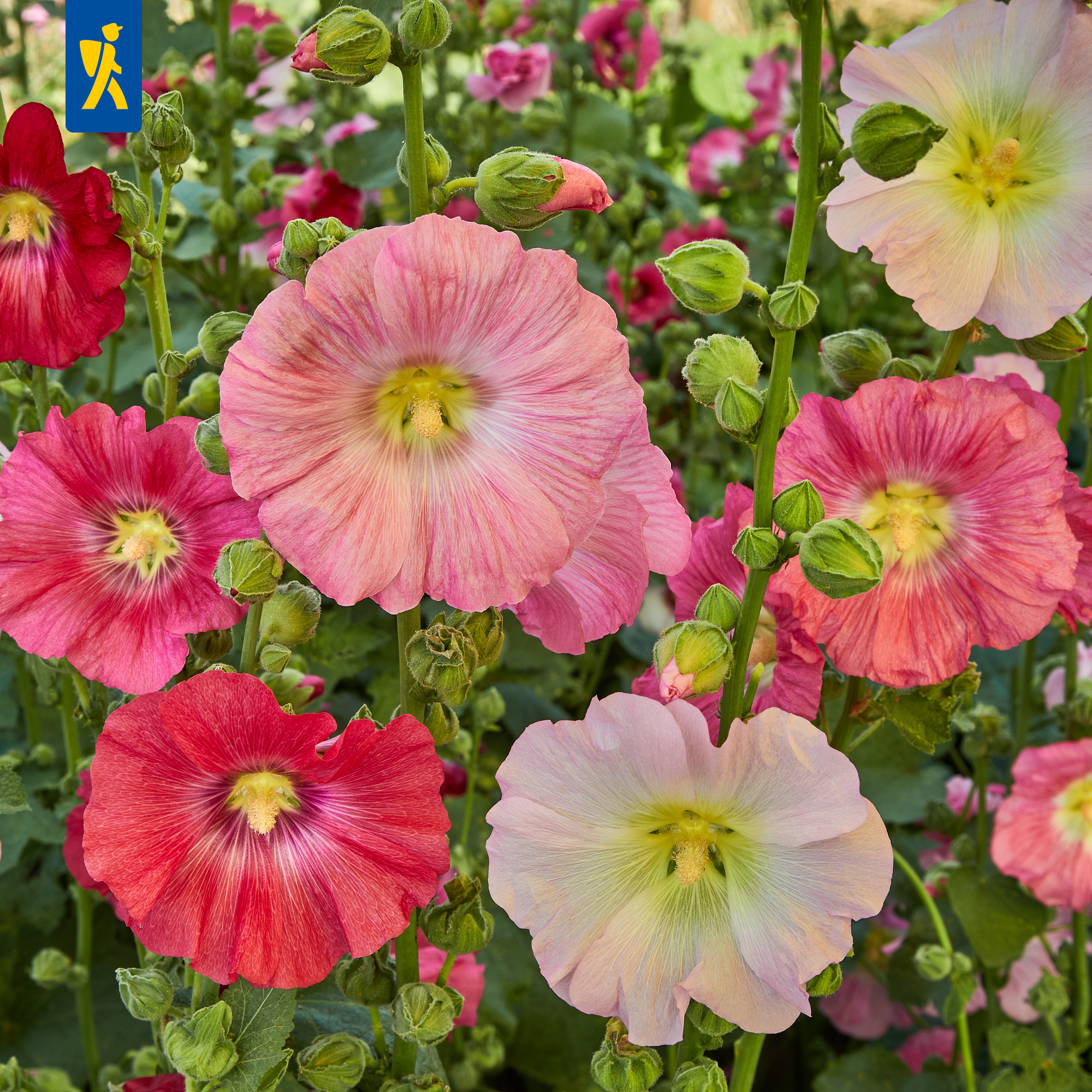 Bunte Stockrosen mit großen, röhrenförmigen Blüten in Rosa, Weiß, Gelb und Rot, umgeben von grünen Stängeln und Knospen.
