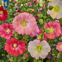 Bunte Stockrosen mit großen, röhrenförmigen Blüten in Rosa, Weiß, Gelb und Rot, umgeben von grünen Stängeln und Knospen.