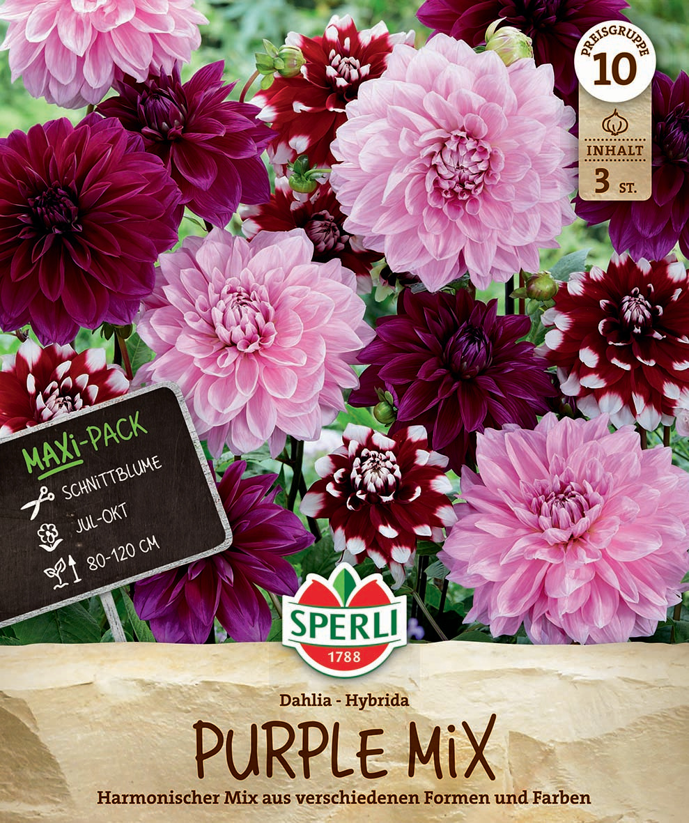 Verschiedene pink, lila und rot-weiße Dahlienblüten in einem Blumenbeet.