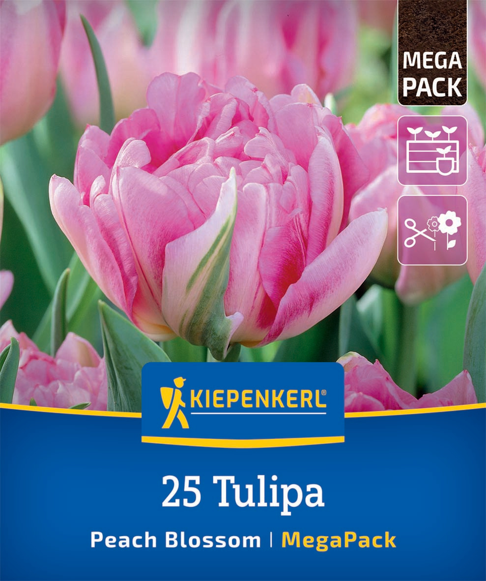 Mega-Pack Gefüllte Frühe Tulpe Peach Blossom