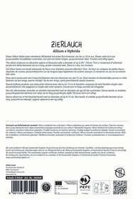 Zierlauch Summer Drummer