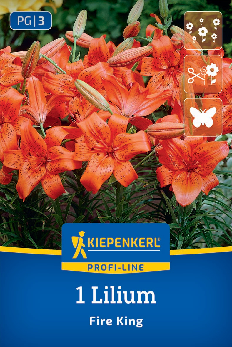 Asiatische Lilie Fire King