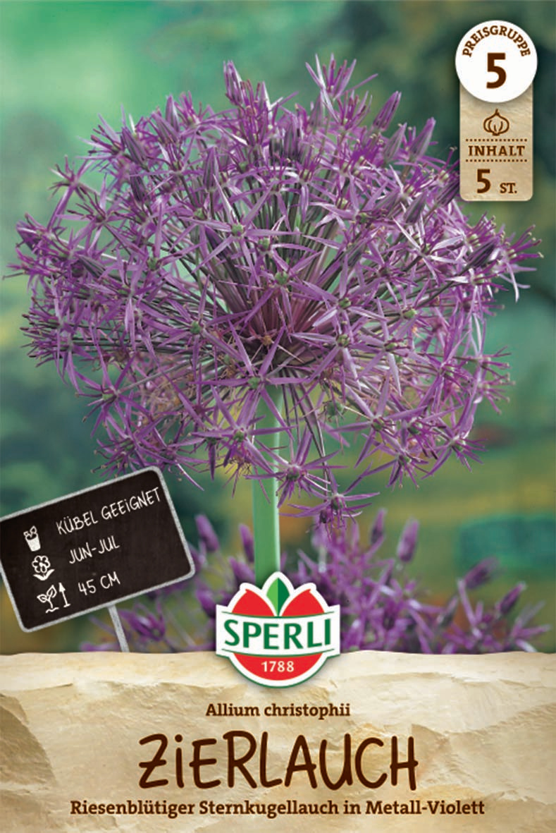 Zierlauch Allium christophii