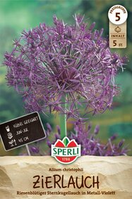 Zierlauch Allium christophii